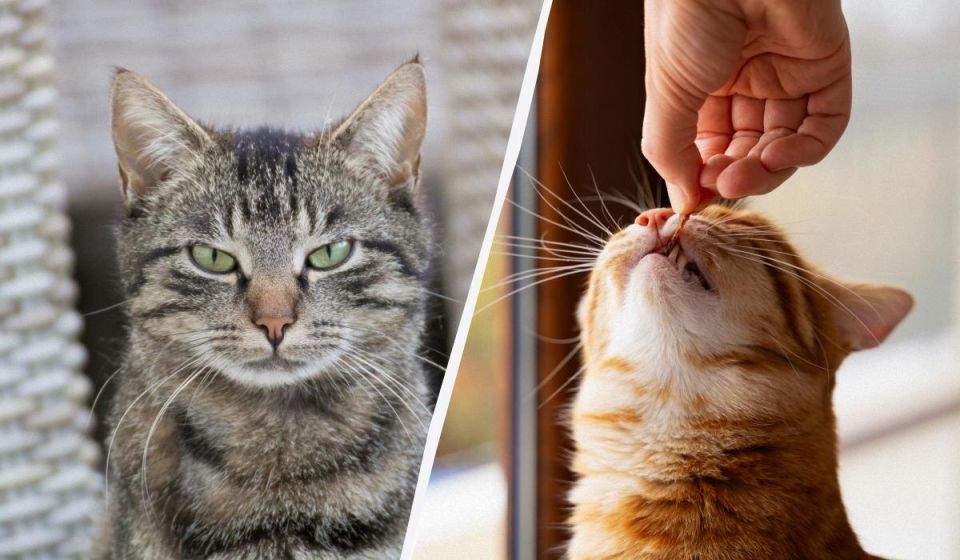 Как с легкостью дать коту таблетку: хитрости и советы