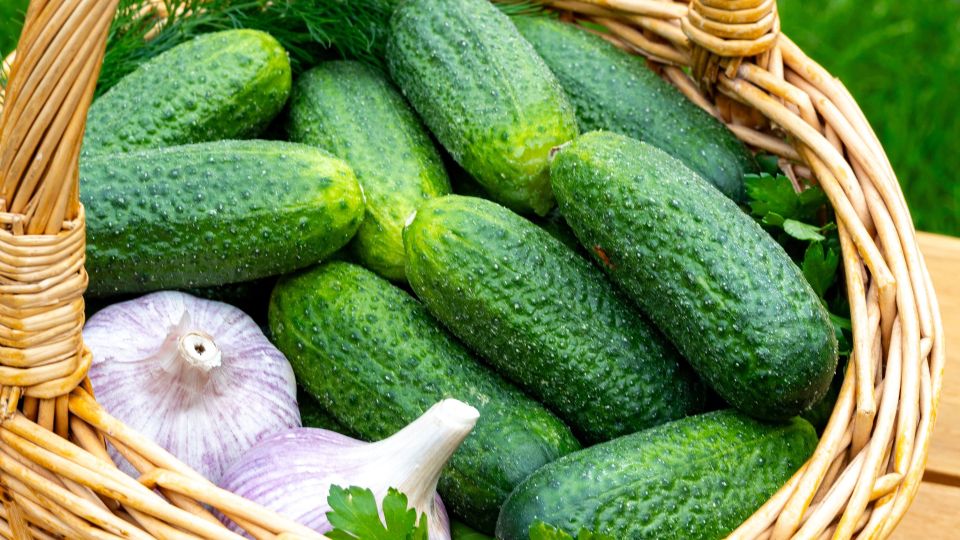 Три важных правила выращивания огурцов: их несоблюдение может привести к гибели урожая