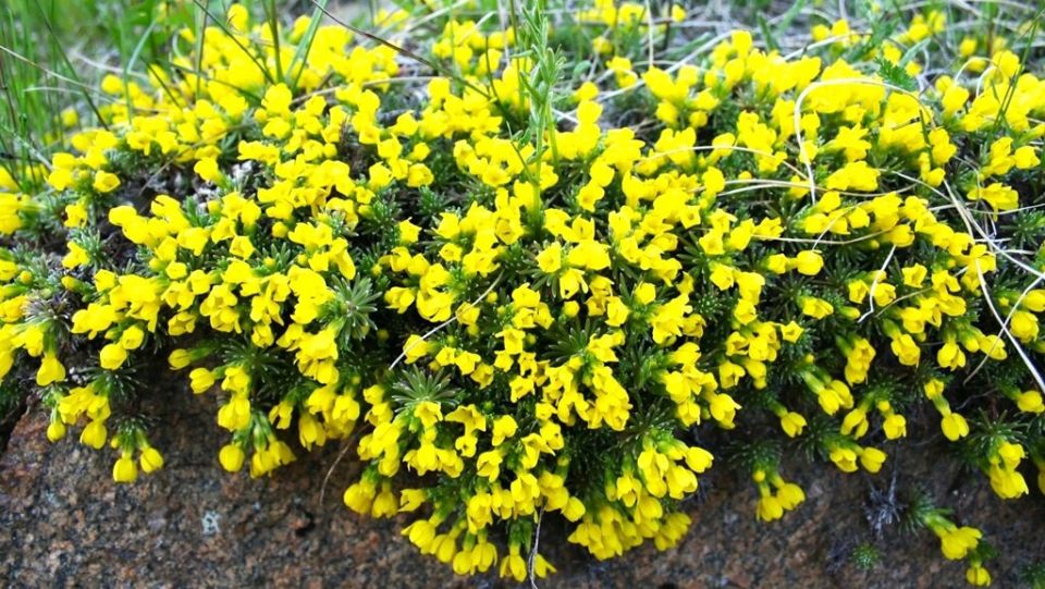 Неприхотливые цветы, которые украсит ваш сад на весь сезон