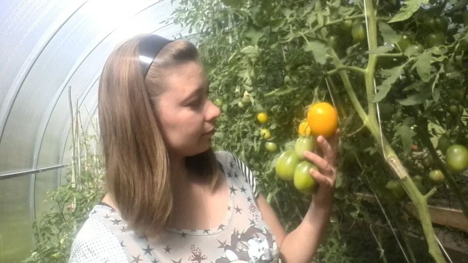 Желтые помидоры: разнообразие вкусов и красота для ваших грядок