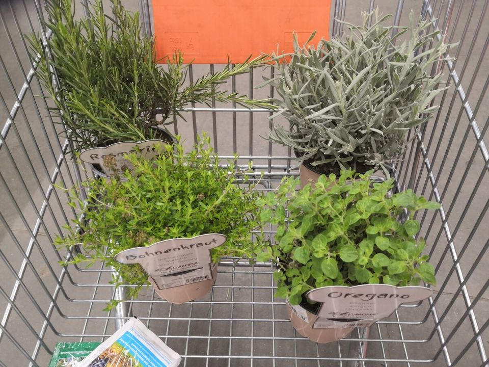 Почему прованские травы можно найти в каждом саду: удивительные открытия об ароматных растениях