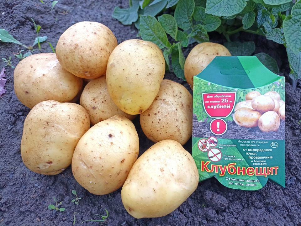 Картофель под защитой: испытание препарата «Клубнещит»