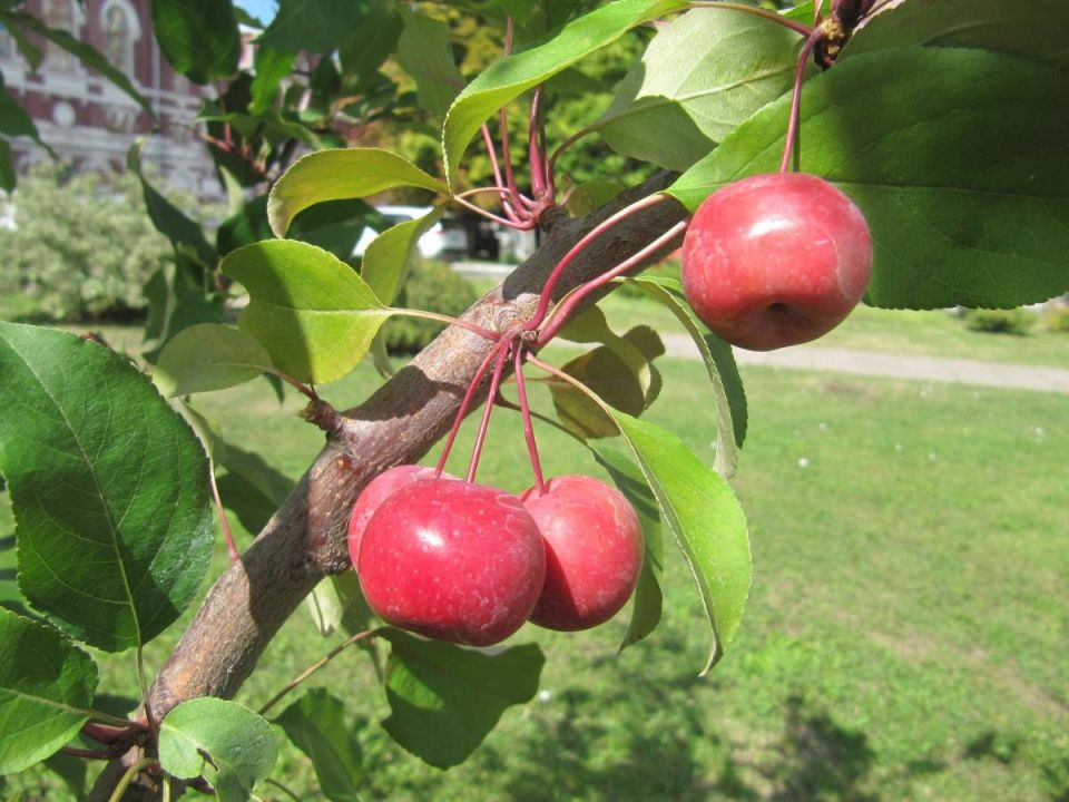 Почему яблоки падают раньше времени? Разбираемся в причинах и решениях