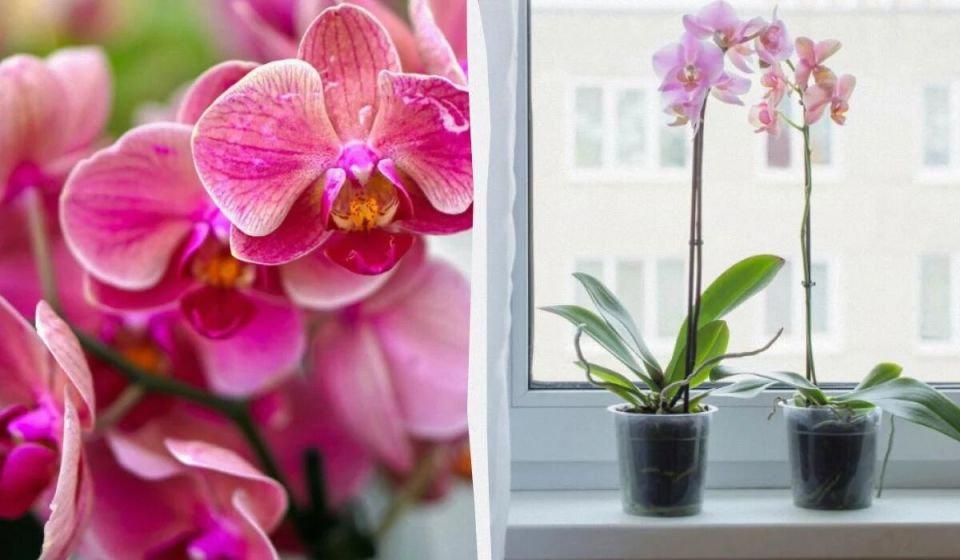 Как добиться невероятного цветения орхидей: секреты без химии