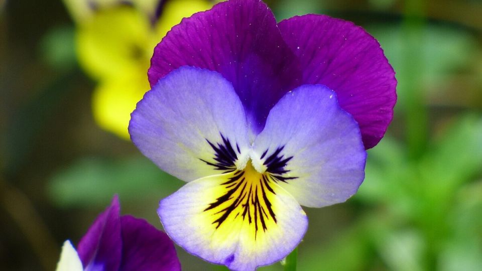 Анютины глазки: как создать волшебство в вашем саду