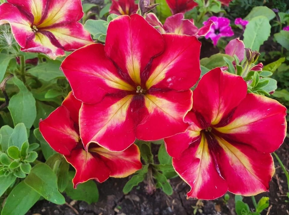 Как выбрать идеальные петунии для вашего сада: советы и рекомендации