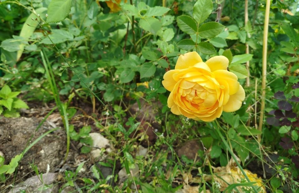 Как сохранить красоту клумбы: эффективные методы борьбы с сорняками