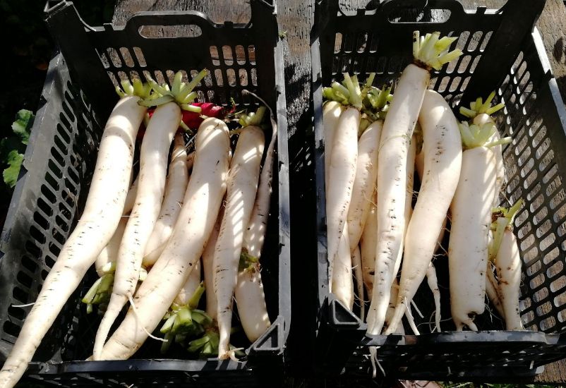 Секреты успешного урожая: лучшие виды дайкона и зеленой редьки в 2025 году