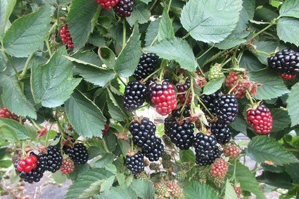 Сорт ежевики Гай: пусть ваш сад станет настоящим ягодным раем