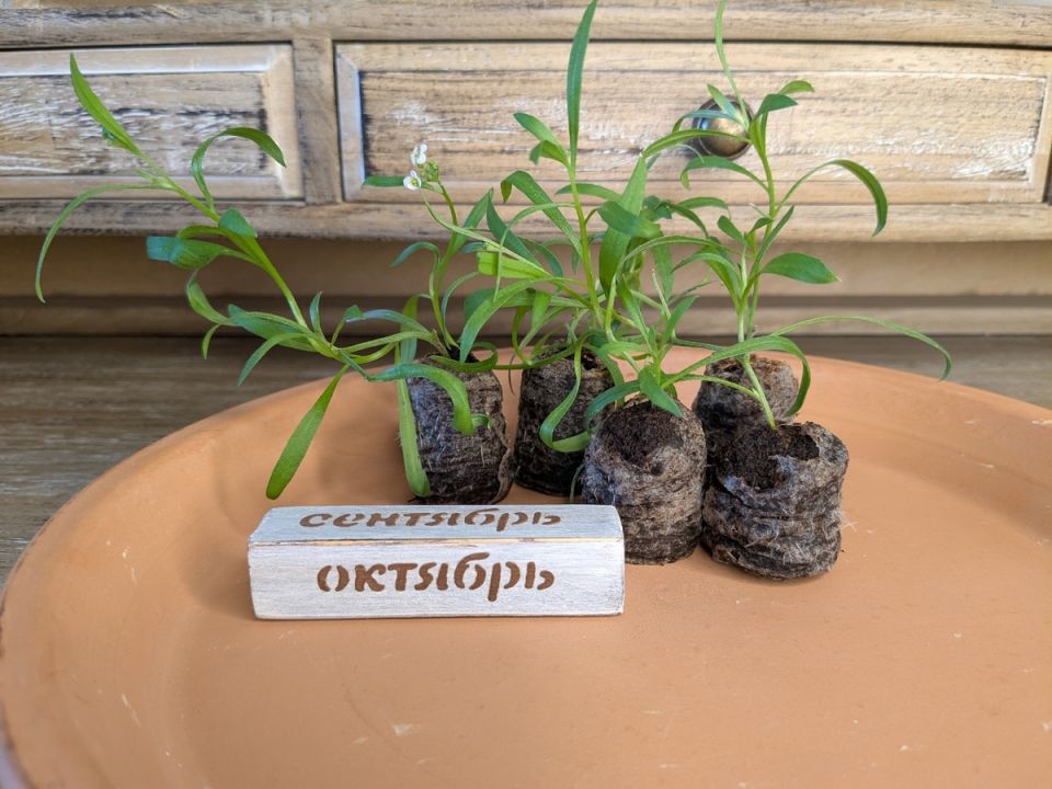 Забудьте о тяжелых горшках: укоренение черенков стало проще