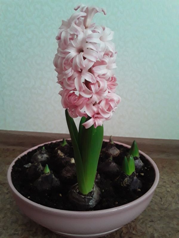 Как ошибочные покупки превращаются в уроки для садоводов