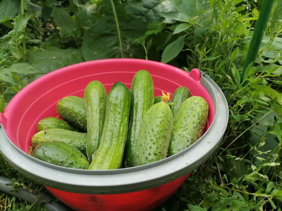 Творите кулинарные шедевры из изобилия огурцов