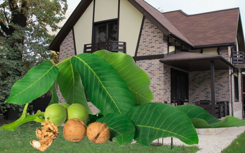 Не рискуйте своим садом: какие деревья опасно сажать рядом с домом