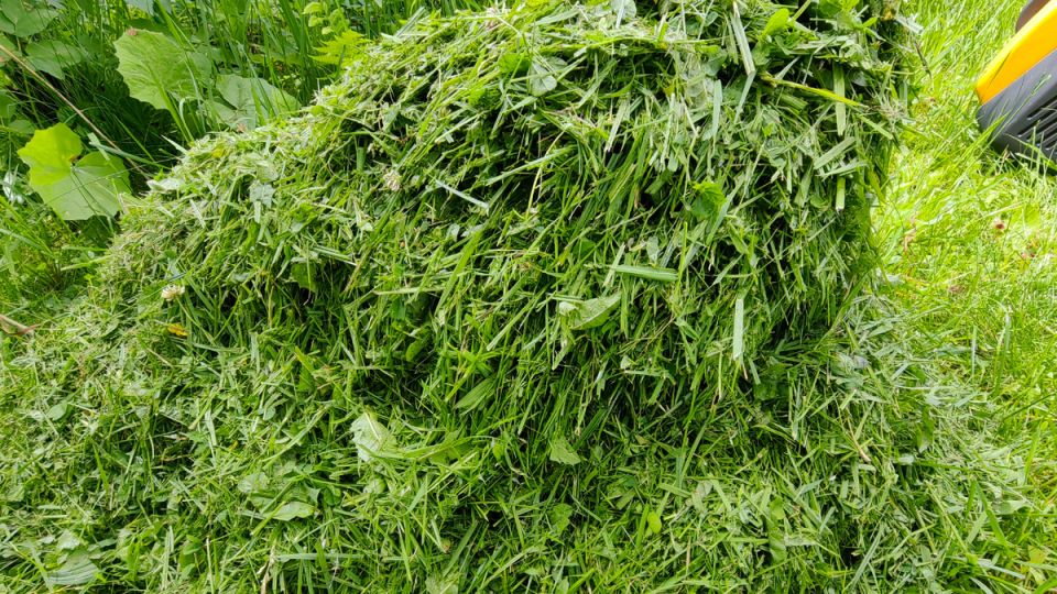 Проблемы с плесенью в мульче: Как избежать неприятностей