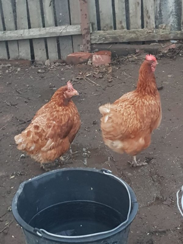 ��������� ������� ��� ������ ������������ ���