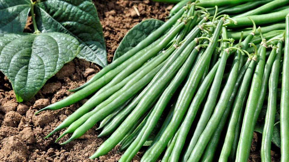 ��� ��������� ������������ ����������� ����