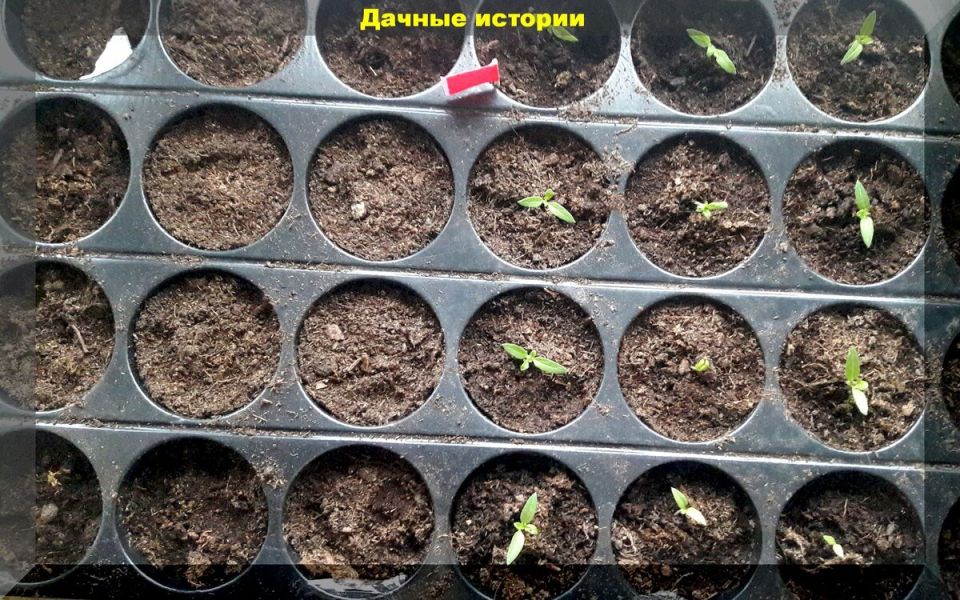 Кошачий туалет и глина: необычные помощники в создании рассады