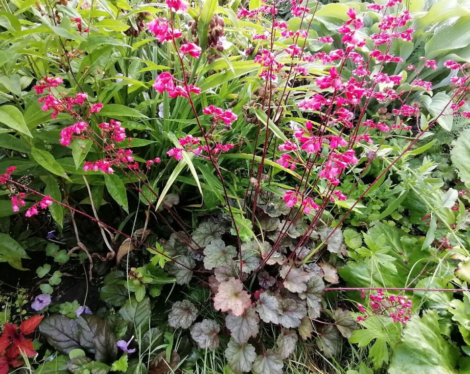 Гейхеры: создания изящества в вашем саду