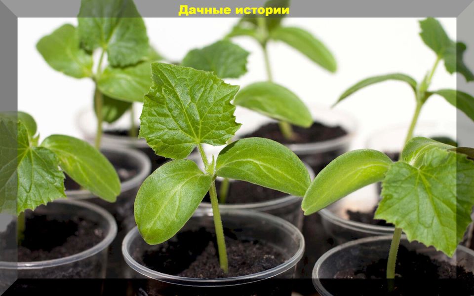 Под капсулой: бананы и личинки