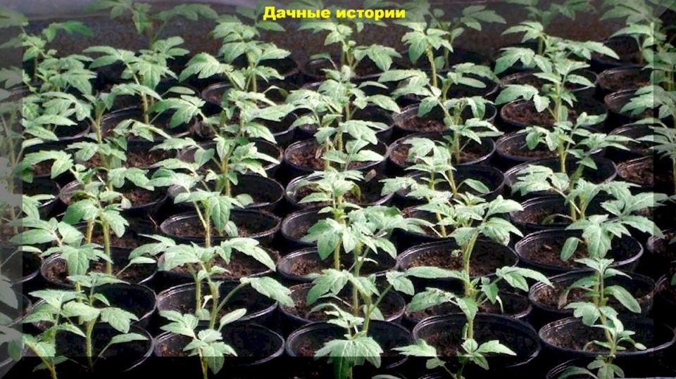 Как продлить сезон урожая томатов: секреты успешного ухода