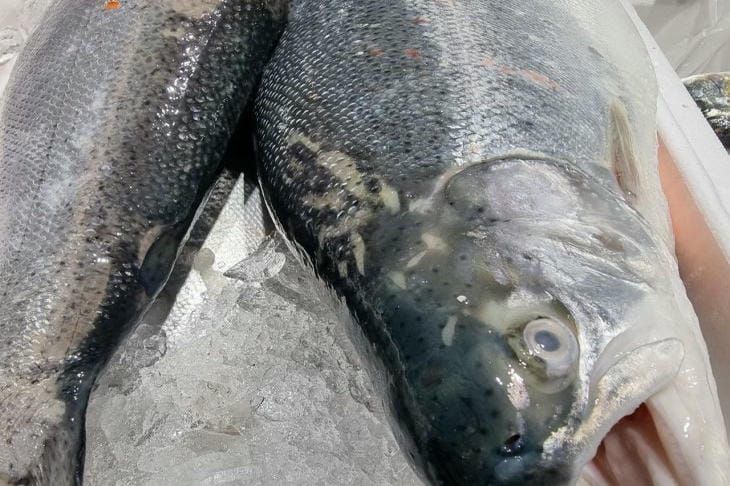 ������ ����� ���� ��������� � ����: ����������� ������� ������������� � ������� � ������