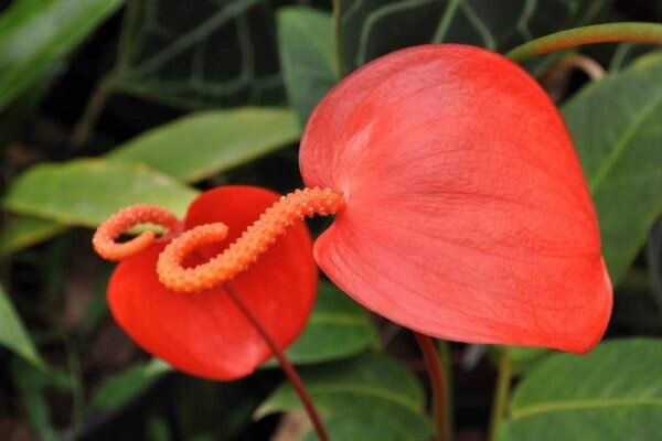 Очарование антуриума Шерцера: как создать идеальные условия для цветения