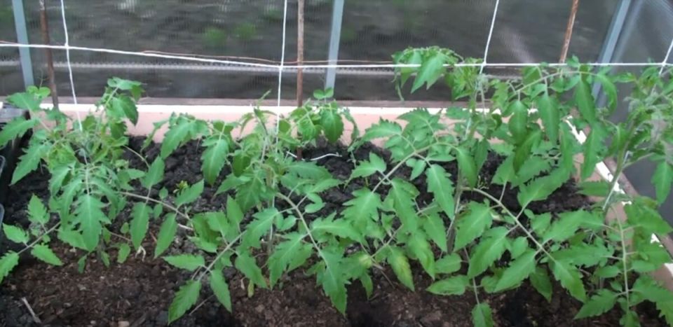 ������� �������� ��������� �������: ��� �������� � ����� ��� �������