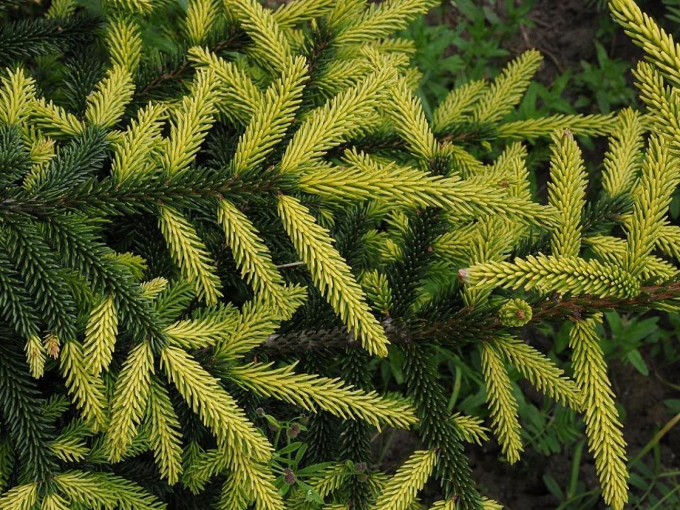 ��� � ��������: ��� ������� ��������� ��� � ���� ����