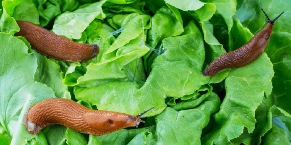 ������� ����� � ��������: ��� �������� ������ � ����� ����