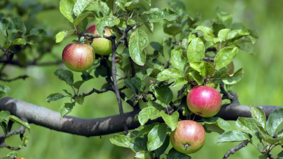 ��� ������ ������ �� ����� ��������� �� �����: ������ �������� ������ � ���� ������