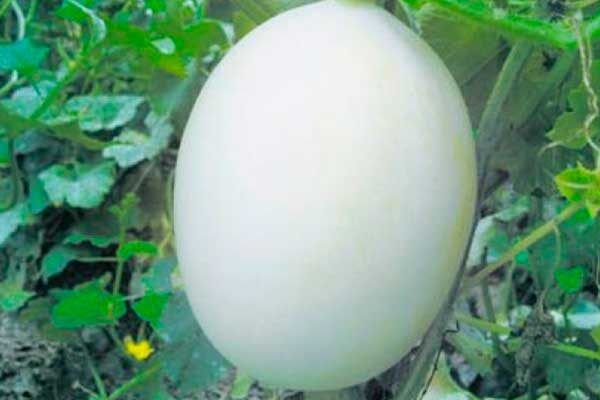 ����������� ���� ����: ��� �� ��������� � ����������� ������������ ������