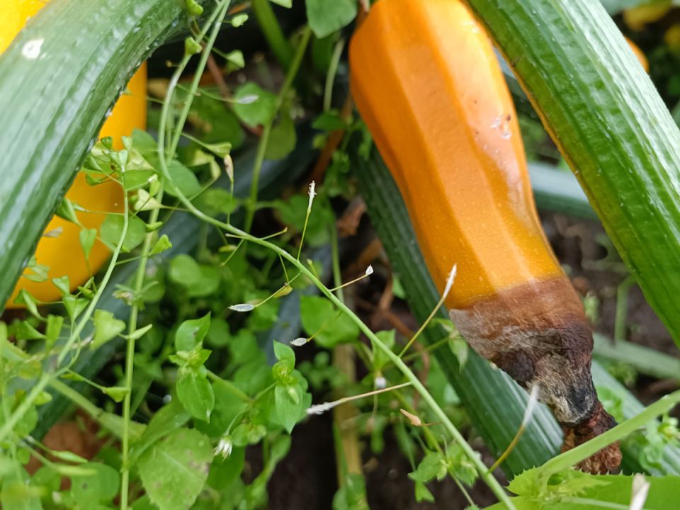 ��� ������ ������� �� ������� �� 48 �����