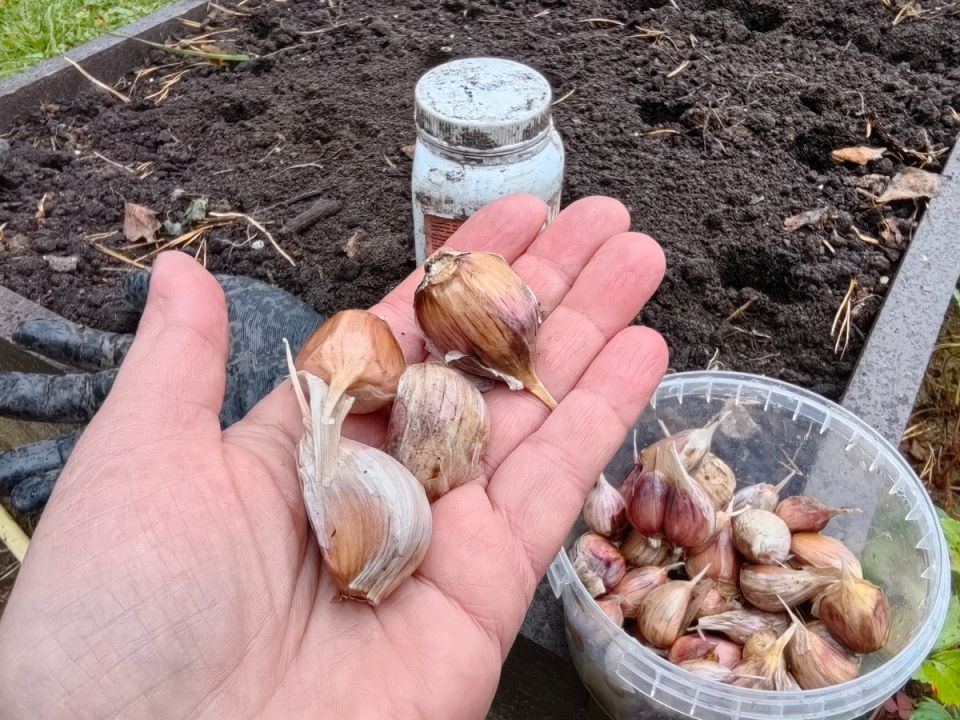 ������, ������� �� ������ ������: ������� �������� �������