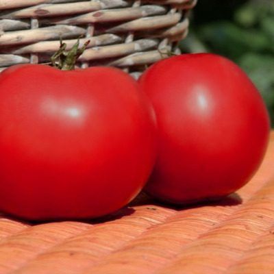 Томат Афен: секреты немецкой классики, которая завоевала сердца огородников