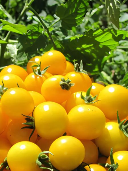 Томат Монетка: компактный сорт с ранним урожаем для каждого огорода