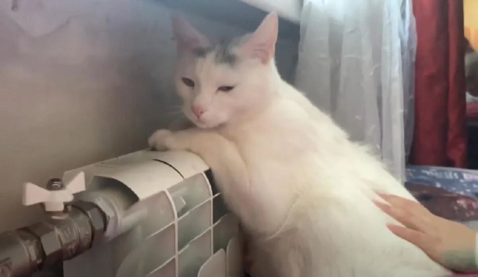 ��� ���������� � ���� �����: ������ �����������