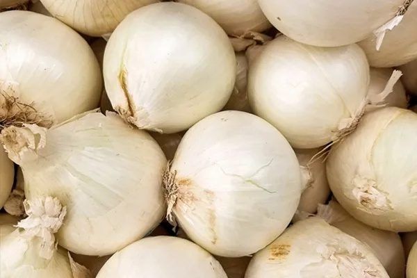 Лук сорта Альбион: секреты успешного выращивания и ухода