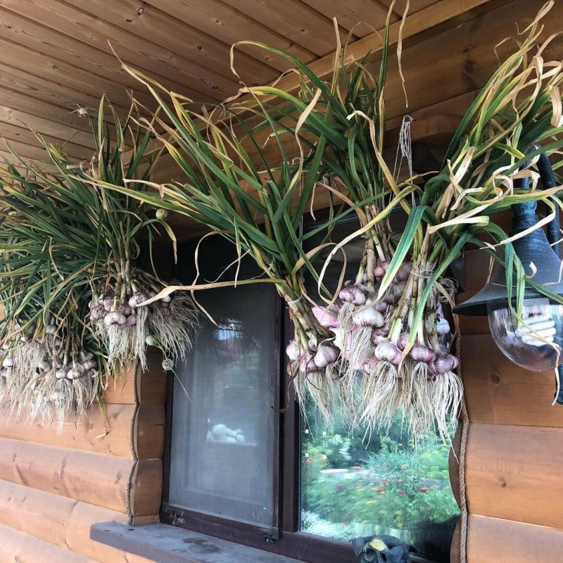 Разбираемся, как правильно посадить озимый чеснок и получить крепкие головки