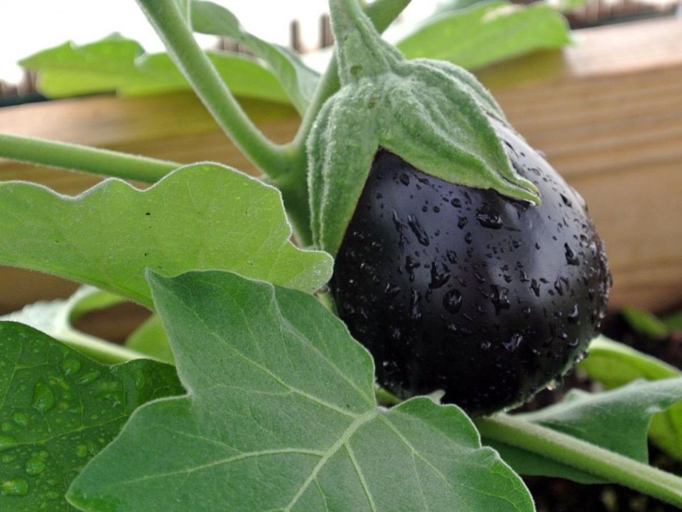 Как прищипка побегов помогает баклажанам налиться соком и сделать плод мясистым