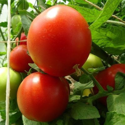 Томат Кристиан F1: ровный урожай и простая агротехника на любом участке