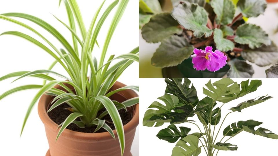 ���������� ������ ��������: ��� ������������� ������ �� �������� ������