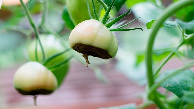 Неправильное внесение удобрений и вершинная гниль томатов: спокойное объяснение причин и решений