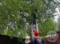 В Томске спасатели помогли коту, который застрял на дереве