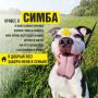Привет, я Симба и я ищу семью!