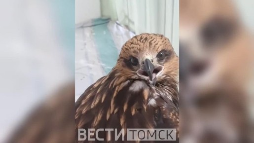 &quot;Я бесстрашный, наверно&quot;: томич поселил раненного коршуна у себя на балконе