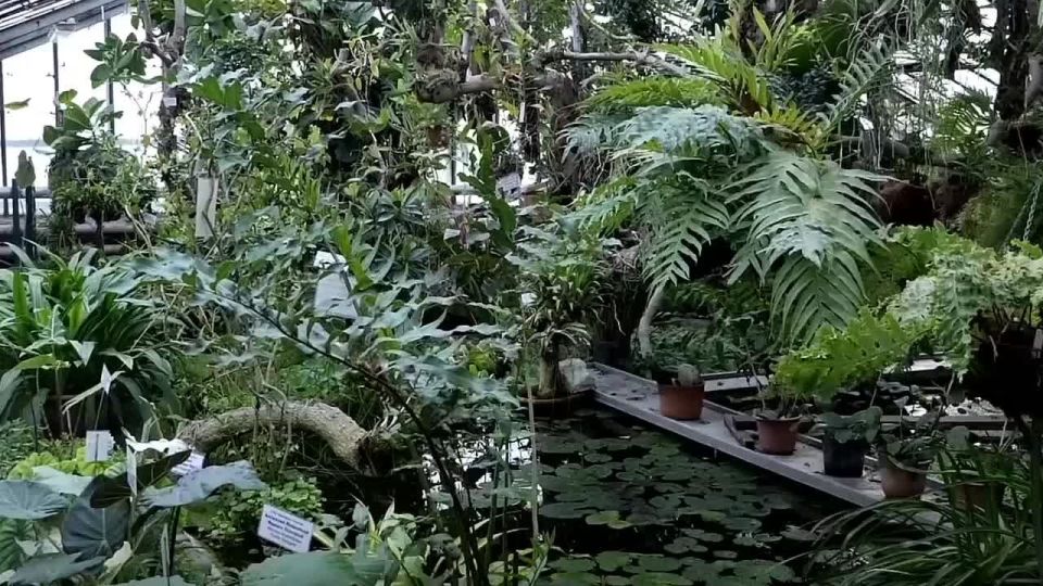 В Сибирском ботаническом саду поселились более 100 амфибий