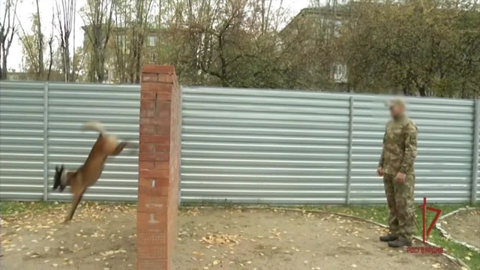   ( )       ,    
