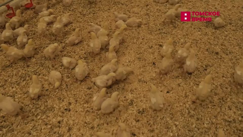 В Томской области увеличат производство яиц