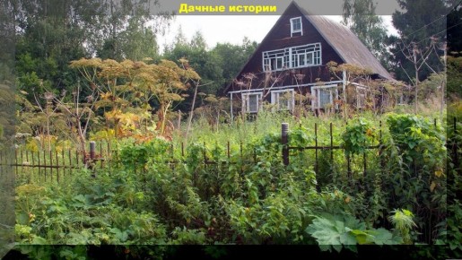 Сорняки на даче: как извлечь из них пользу и сделать участок более живым