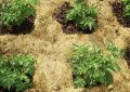 Как правильно выбрать мульчу: 12 вариантов для вашего сада